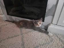 beautiful kitten - Photo 9