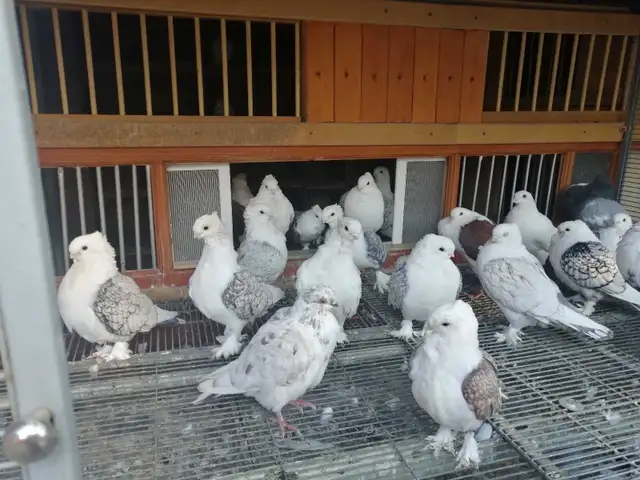 Satinette Pigeons for Sale