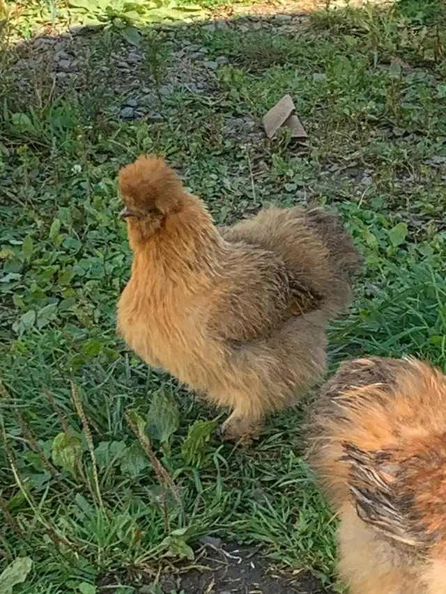 PENDING! 7 silkie pullets for sale. Free roos available too!