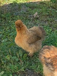 PENDING! 7 silkie pullets for sale. Free roos available too!