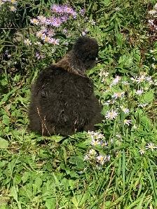 PENDING! 7 silkie pullets for sale. Free roos available too! - Photo 2