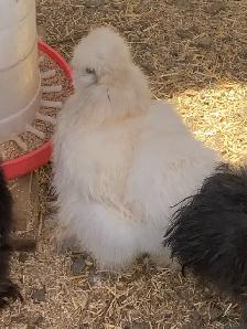 PENDING! 7 silkie pullets for sale. Free roos available too! - Photo 3