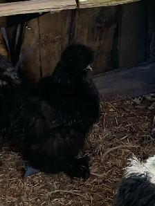 PENDING! 7 silkie pullets for sale. Free roos available too! - Photo 4