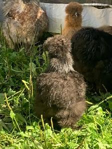 PENDING! 7 silkie pullets for sale. Free roos available too! - Photo 5