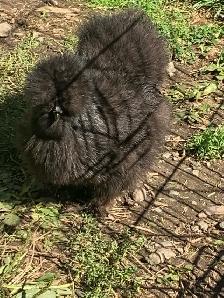 PENDING! 7 silkie pullets for sale. Free roos available too! - Photo 6