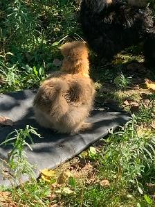 PENDING! 7 silkie pullets for sale. Free roos available too! - Photo 7