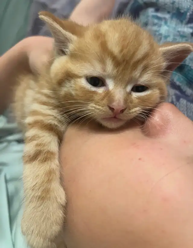 Kittens Available this weekend only