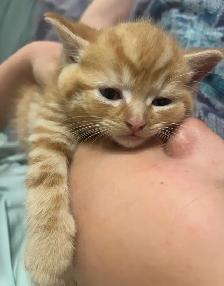Kittens Available this weekend only