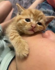 Kittens Available this weekend only - Photo 2