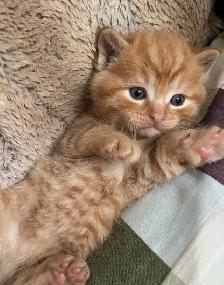 Kittens Available this weekend only - Photo 3