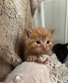 Kittens Available this weekend only - Photo 4