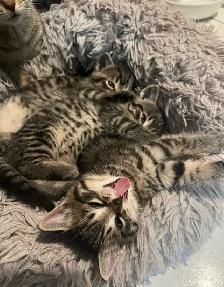 Kittens Available this weekend only - Photo 5