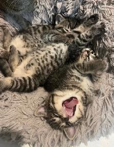 Kittens Available this weekend only - Photo 6