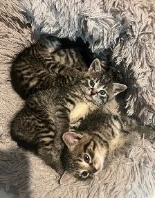 Kittens Available this weekend only - Photo 7