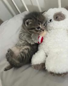 Kittens Available this weekend only - Photo 8