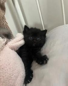 Kittens Available this weekend only - Photo 9