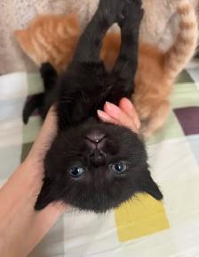 Kittens Available this weekend only - Photo 10
