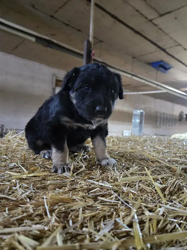 puppy for sale