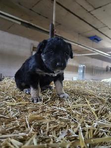 puppy for sale