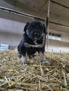 puppy for sale - Photo 2