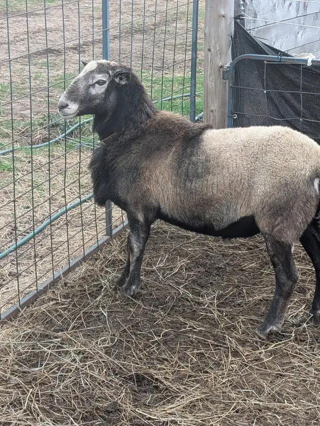 Katahdin Ram
