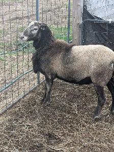 Katahdin Ram
