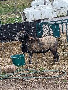 Katahdin Ram - Photo 2