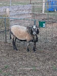 Katahdin Ram - Photo 3