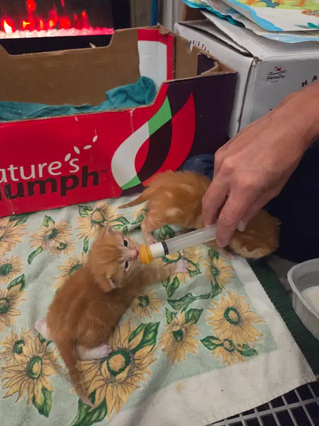Kittens