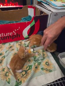 Kittens