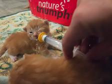Kittens - Photo 2