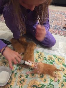 Kittens - Photo 3
