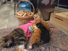Kittens - Photo 4