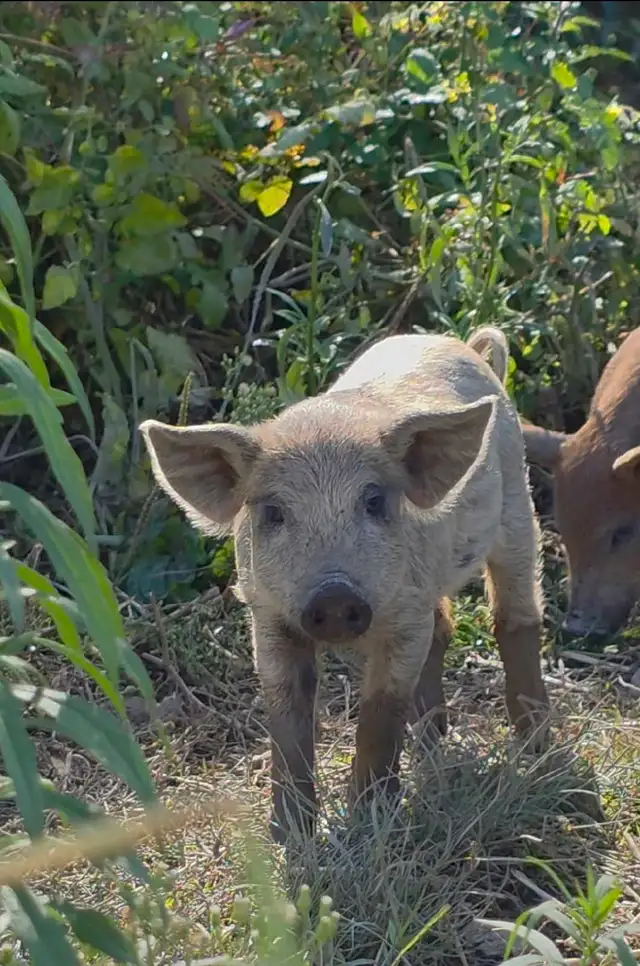 Mangalitsa Piglets