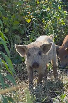 Mangalitsa Piglets