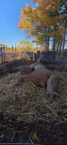 Mangalitsa Piglets - Photo 2