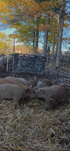 Mangalitsa Piglets - Photo 3
