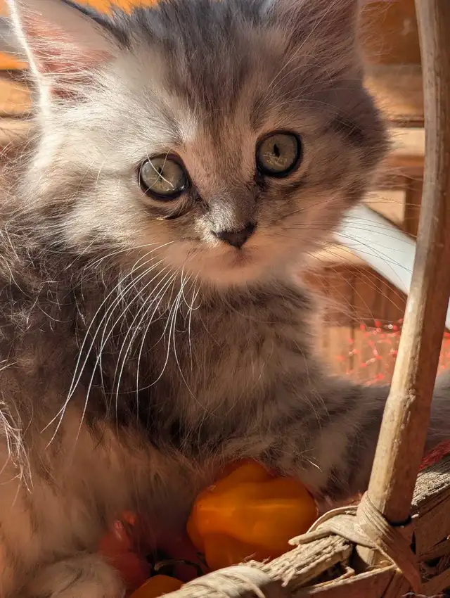 dollface Persian girl