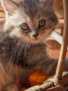 dollface Persian girl