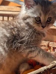 dollface Persian girl - Photo 2
