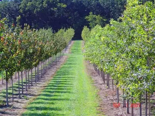 Tree Farm Worker