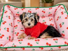 Chiots Morkie castrer(514-998-7902
