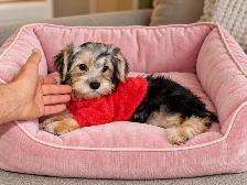 Chiots Morkie castrer(514-998-7902 - Photo 2