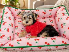 Chiots Morkie castrer(514-998-7902 - Photo 3