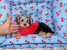 Chiots Morkie castrer(514-998-7902 - Photo 4