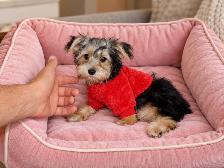 Chiots Morkie castrer(514-998-7902 - Photo 5
