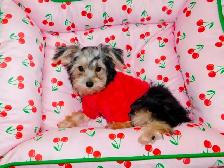 Chiots Morkie castrer(514-998-7902 - Photo 6
