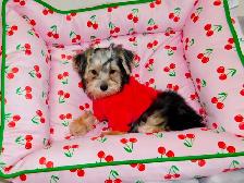 Chiots Morkie castrer(514-998-7902 - Photo 7
