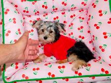 Chiots Morkie castrer(514-998-7902 - Photo 8