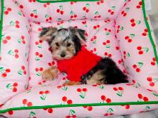 Chiots Morkie castrer(514-998-7902 - Photo 9